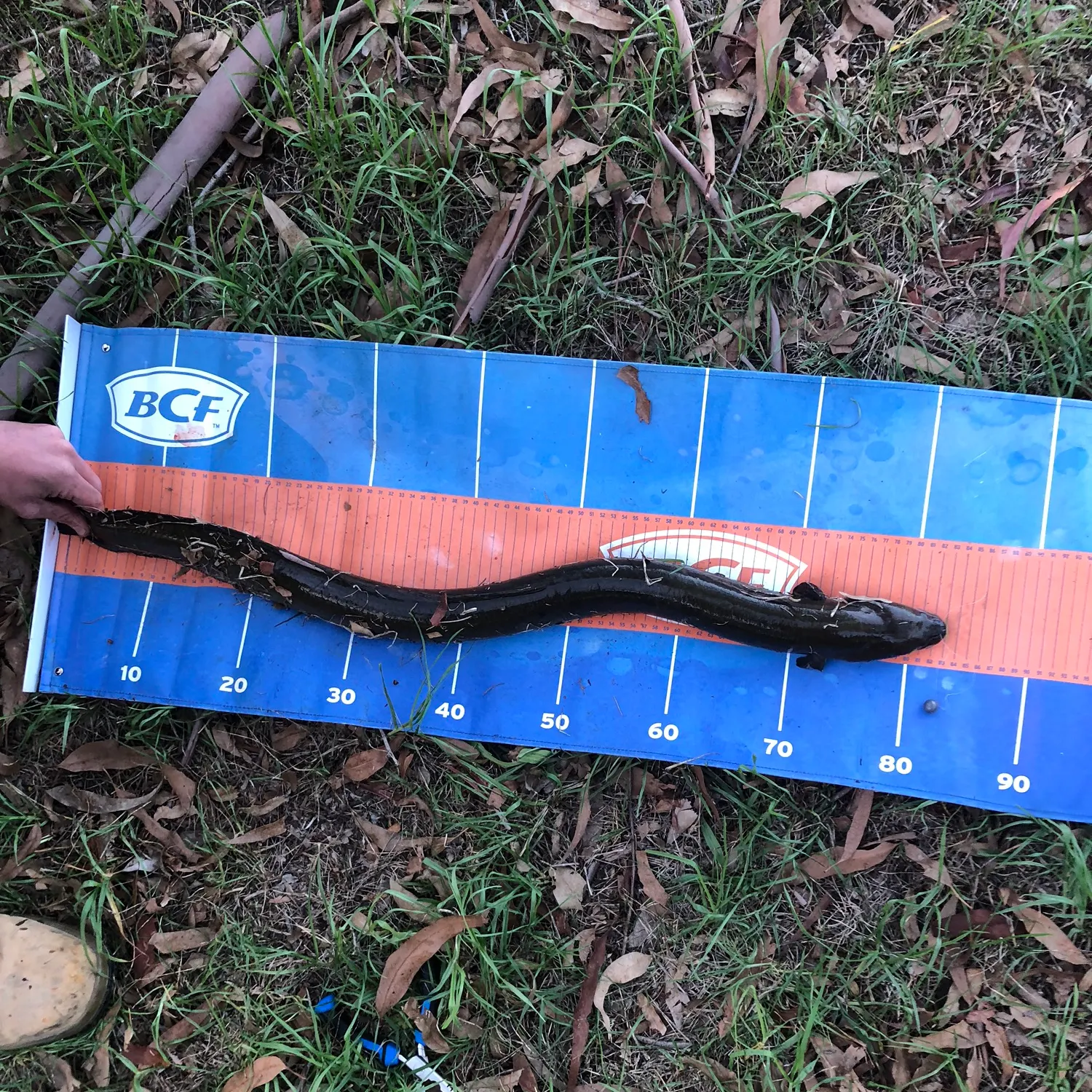 The most recent Shortfin eel catches on Fishbrain