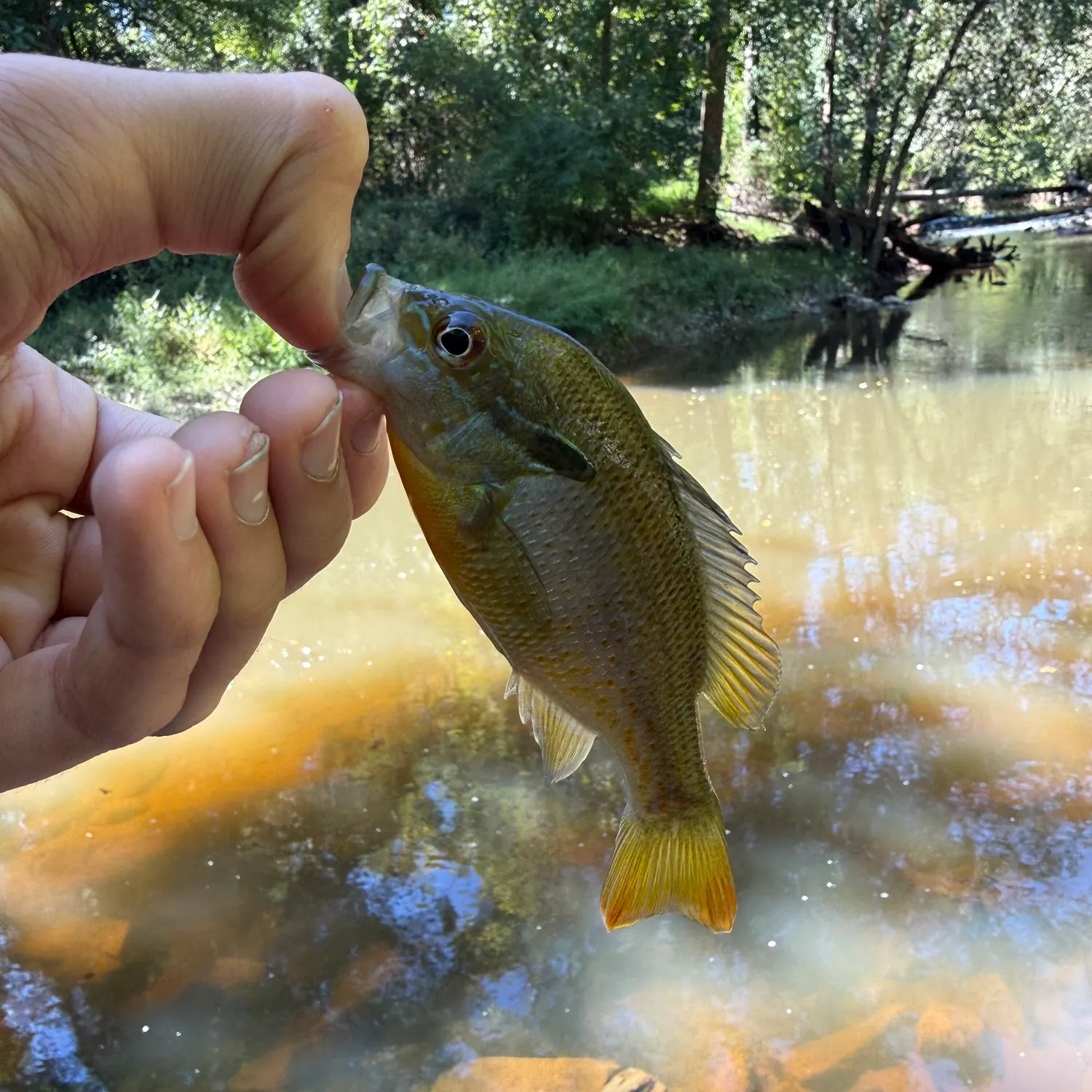 Redbreast sunfish caught on Fishbrain