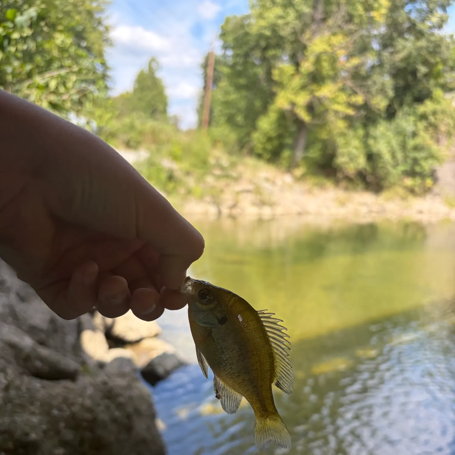 Bluegill caught on Fishbrain