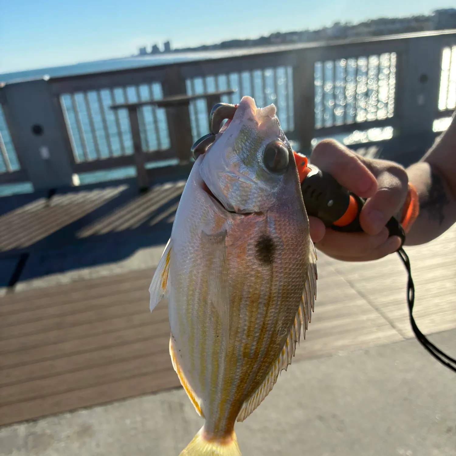 Pinfish caught on Fishbrain