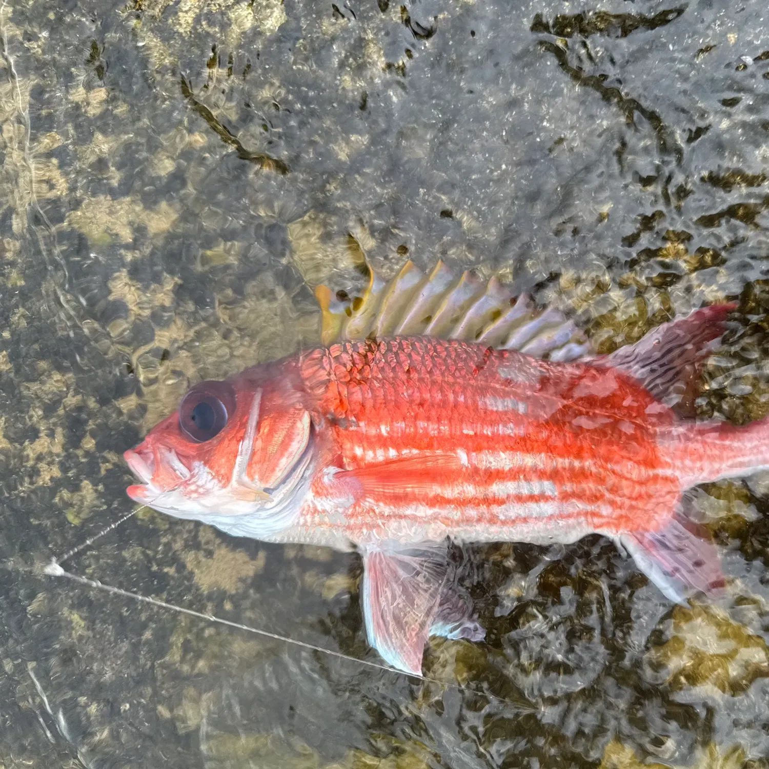 The most recent Common squirrelfish catches on Fishbrain