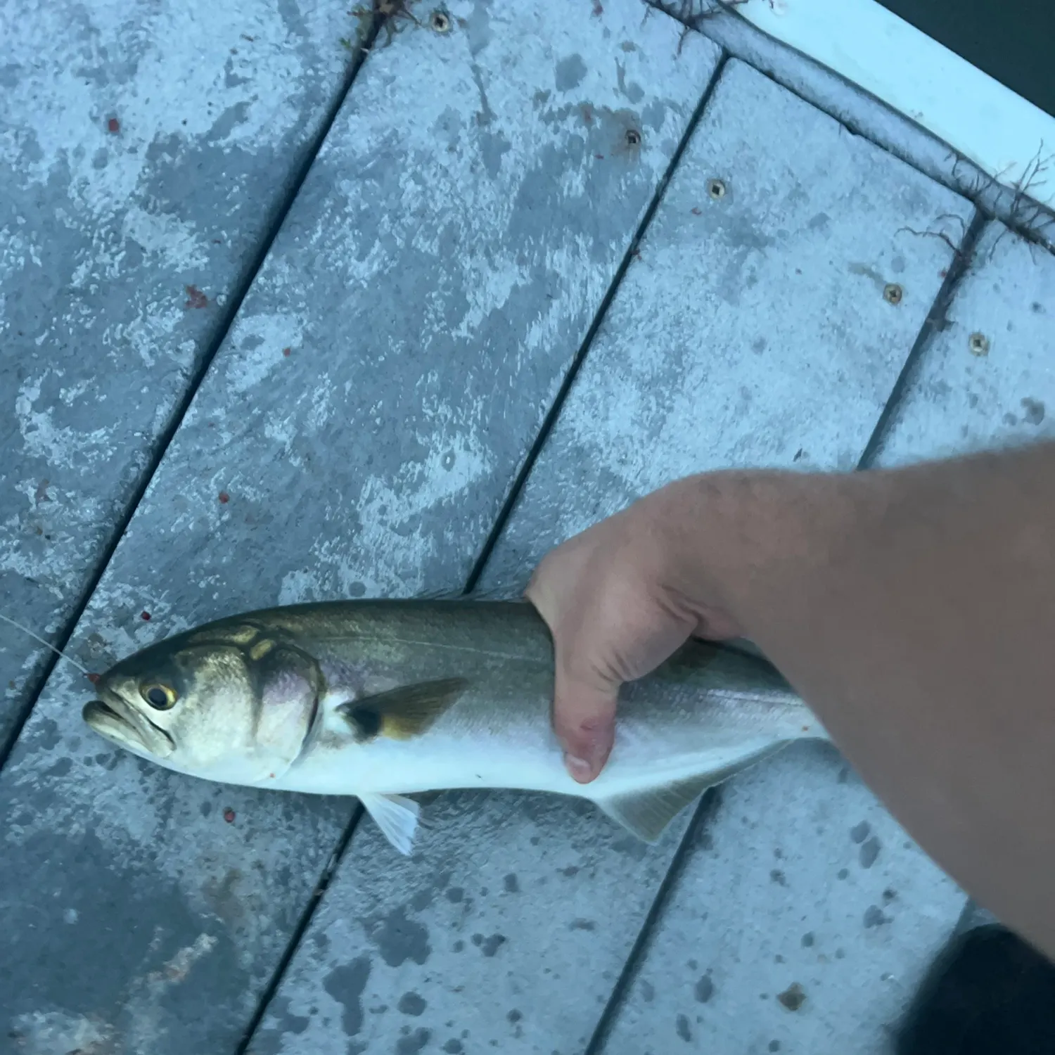 Bluefish caught on Fishbrain