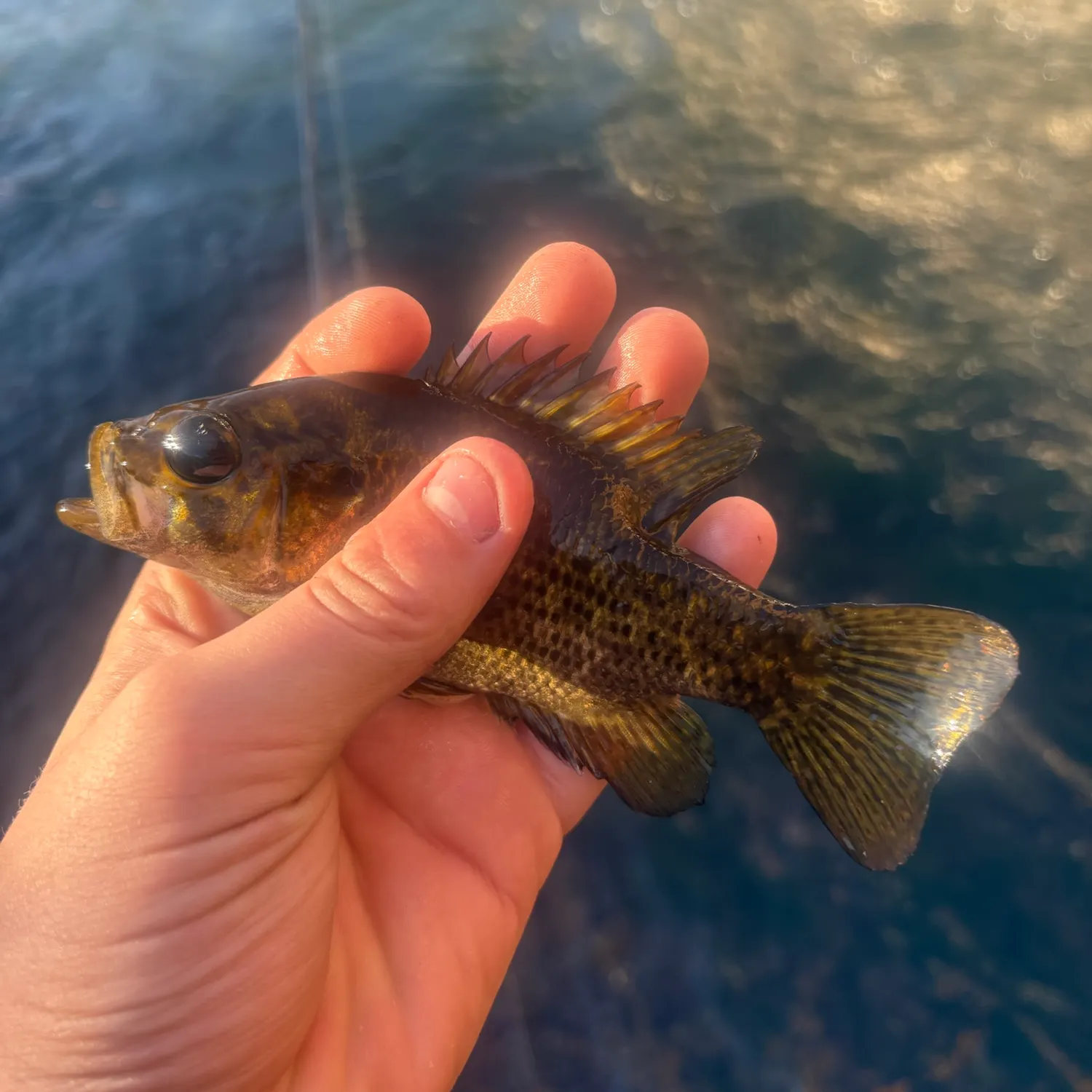 Rock bass caught on Fishbrain