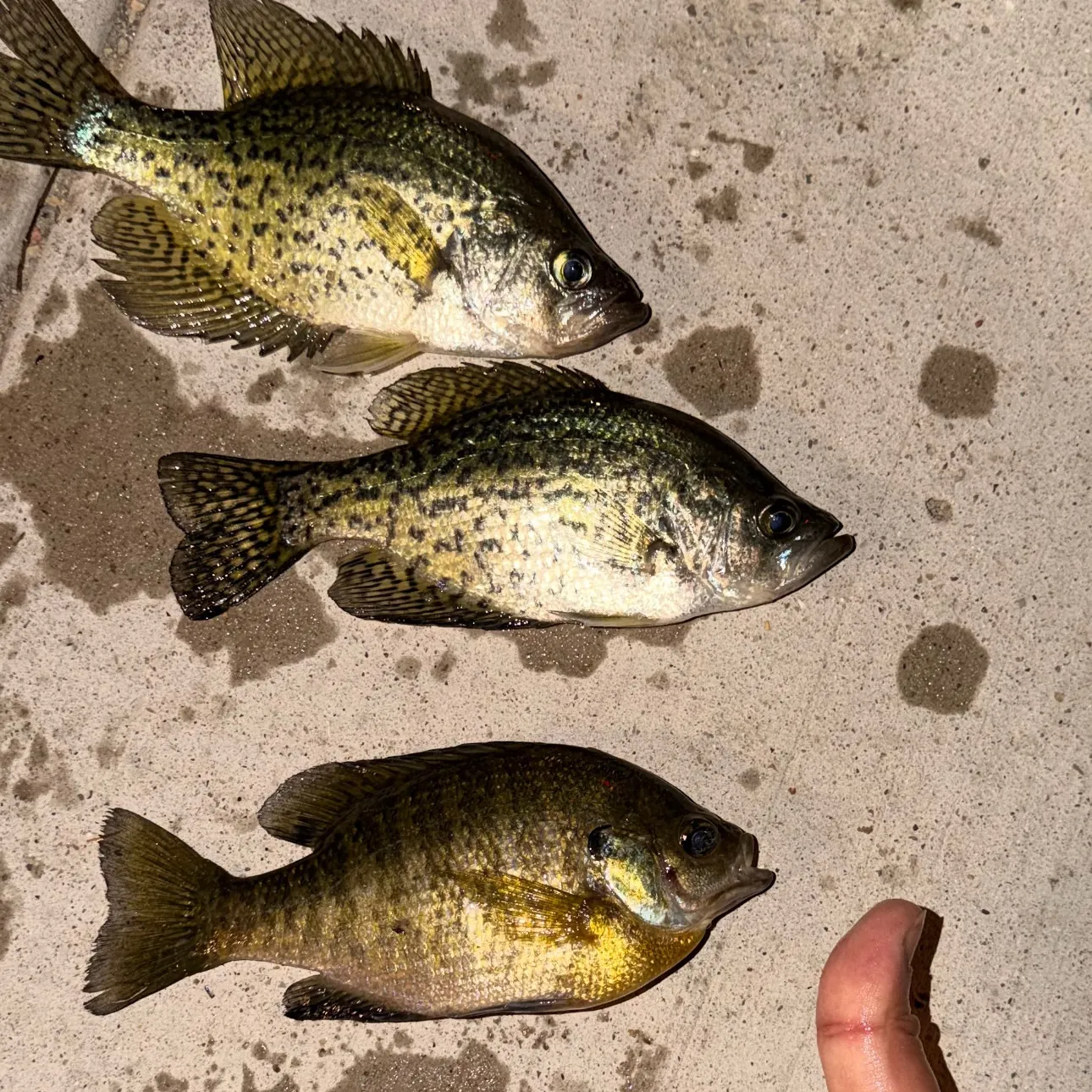 Bluegill caught on Fishbrain