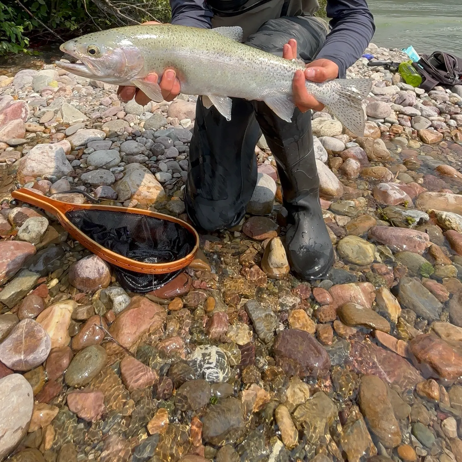 The most recent Columbia river redband trout catches on Fishbrain