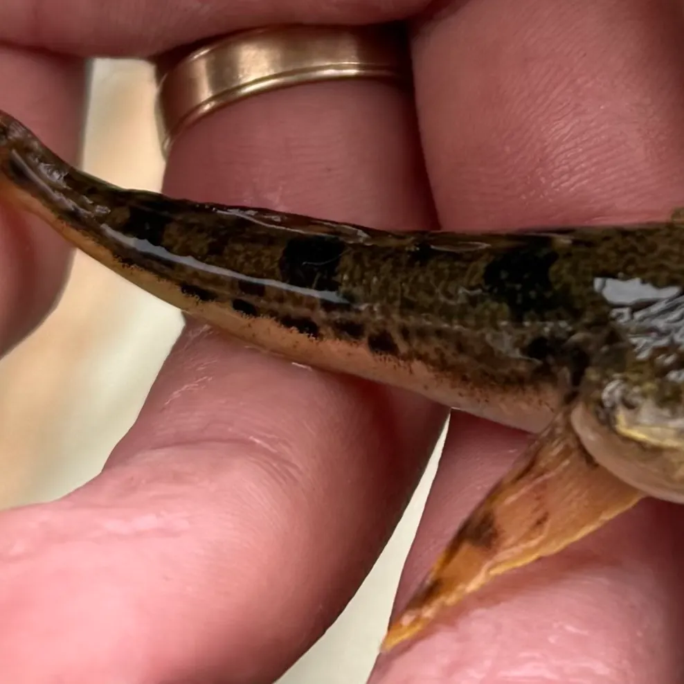 The most recent Coastrange sculpin catches on Fishbrain