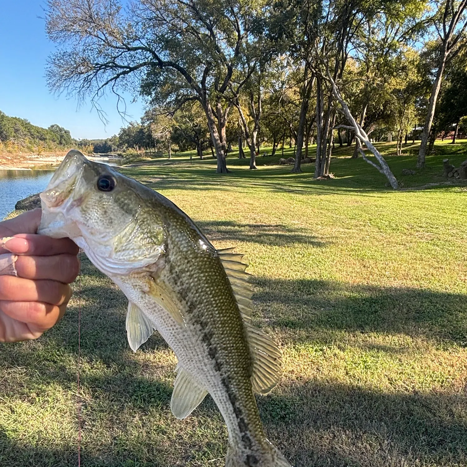 Spotted bass caught on Fishbrain