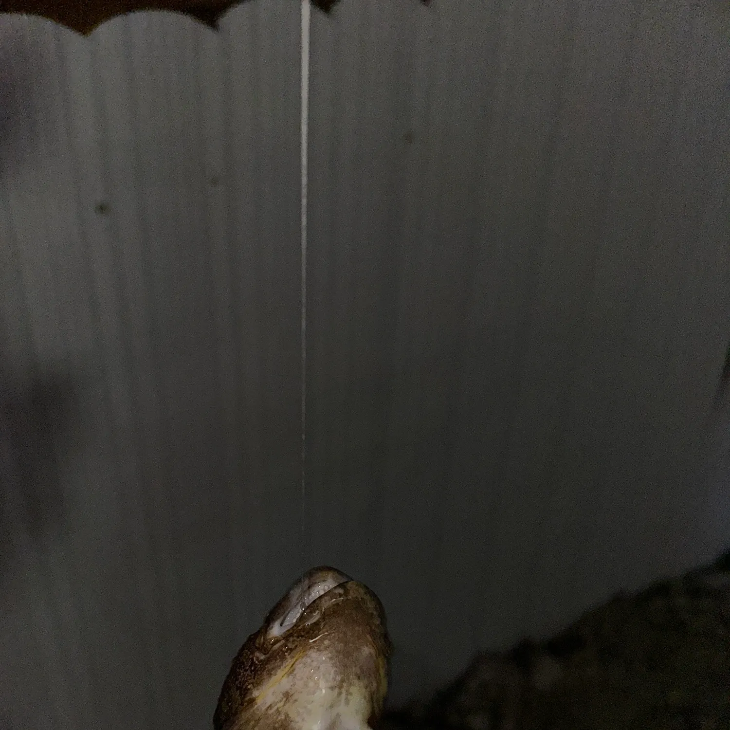 The most recent Oyster toadfish catches on Fishbrain