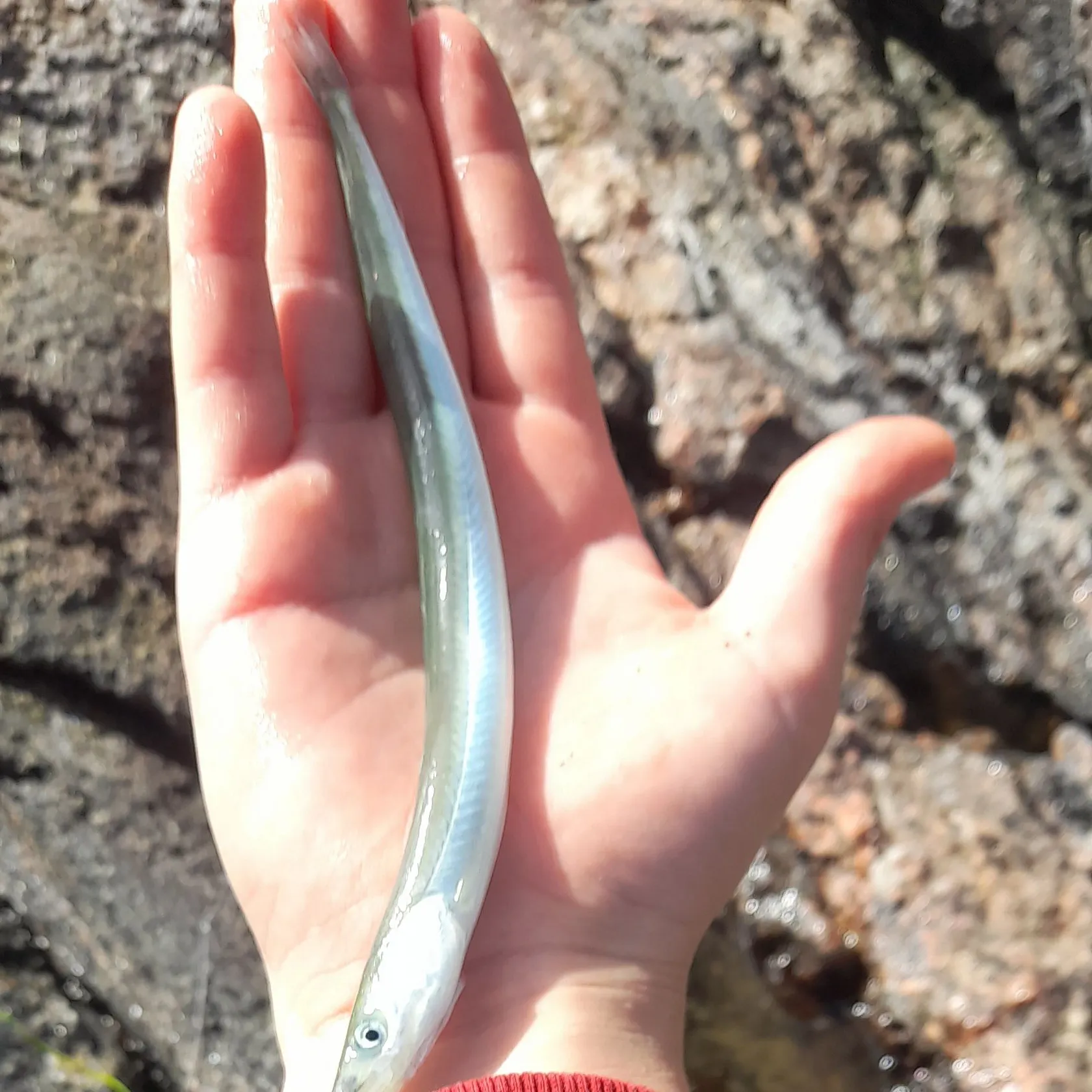 The most recent American sand lance catches on Fishbrain