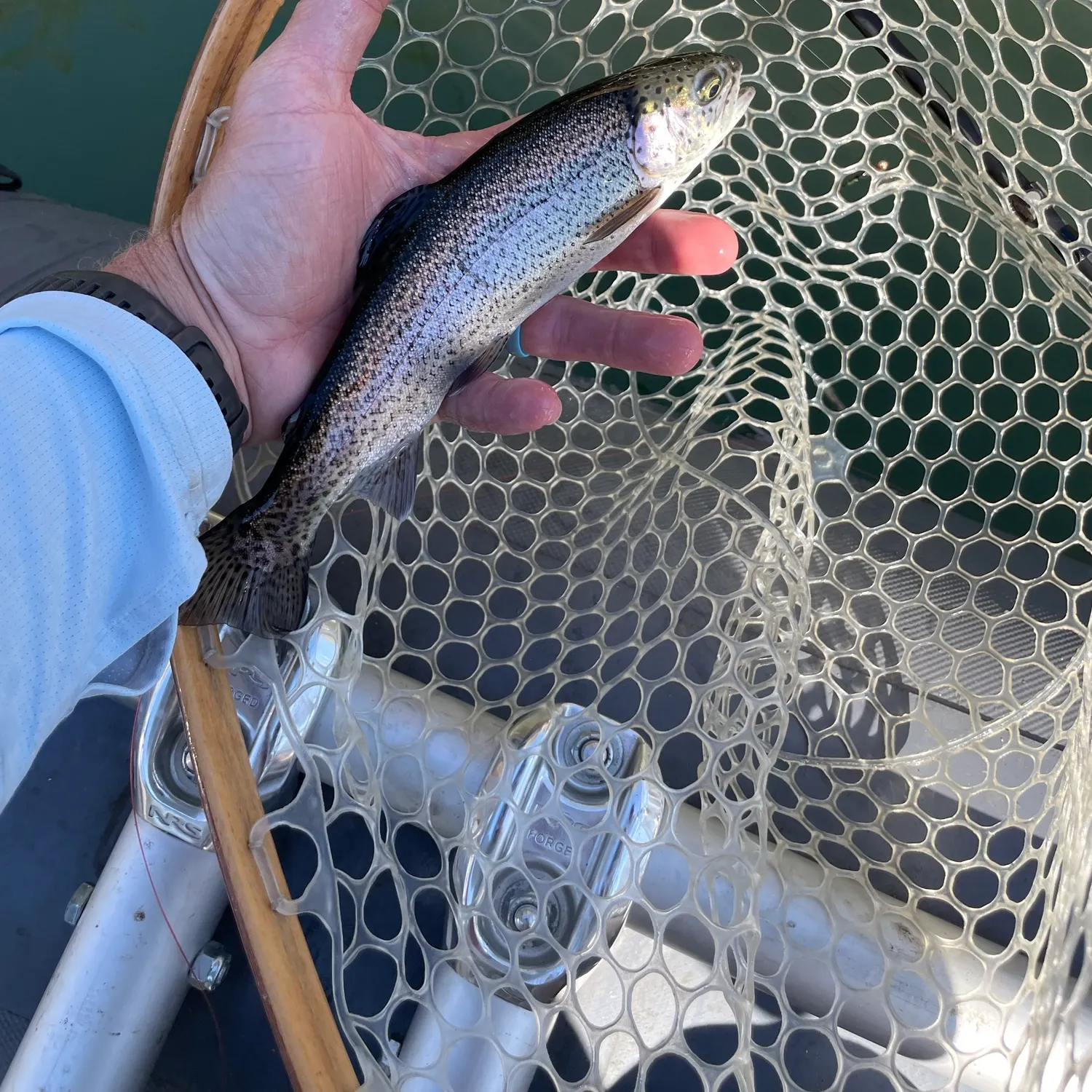 Rainbow trout caught on Fishbrain