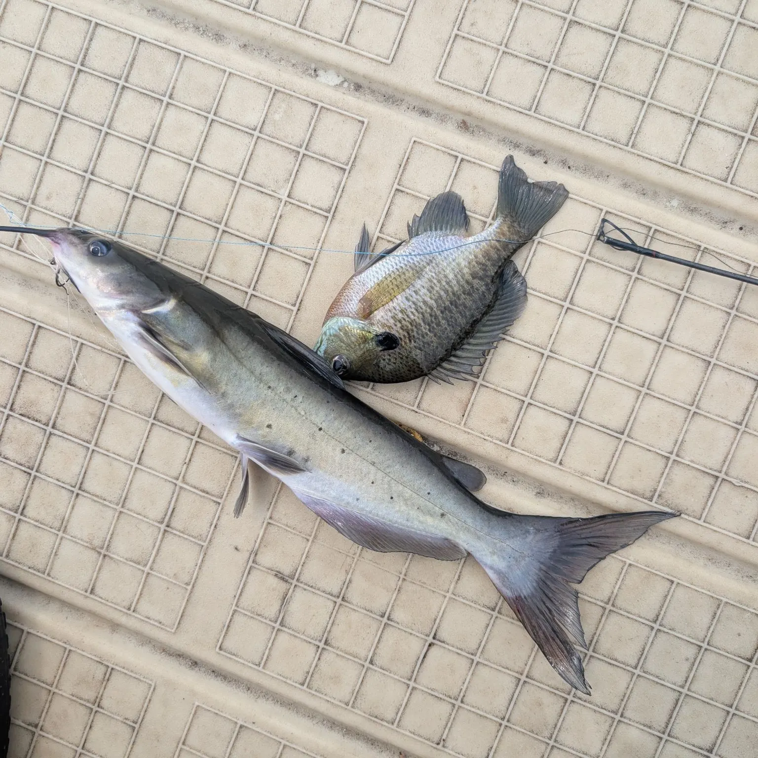 Channel catfish caught on Fishbrain