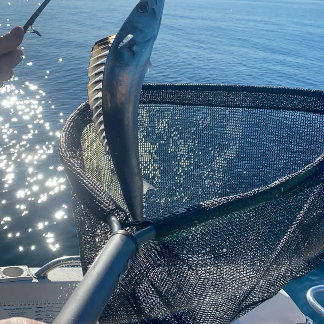 Great barracuda caught on Fishbrain