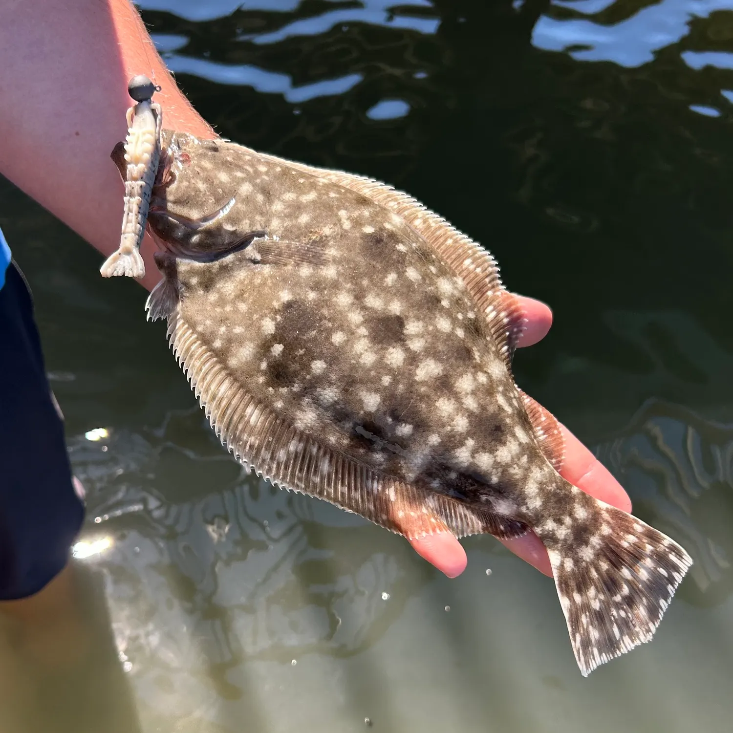 Southern flounder caught on Fishbrain