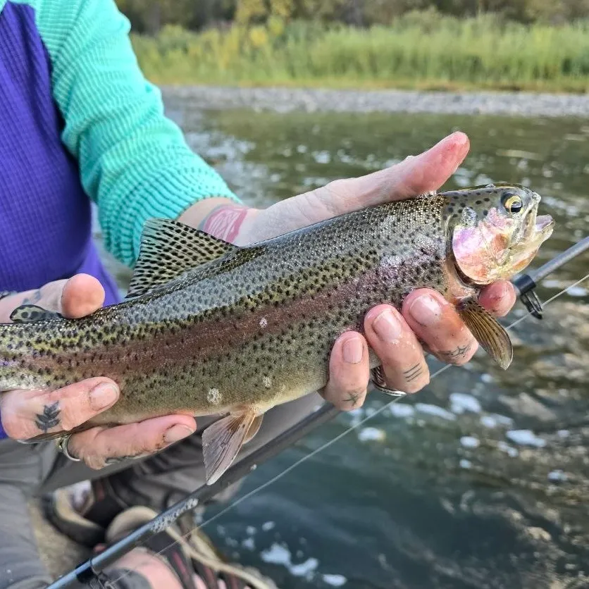 The most recent Cutbow catches on Fishbrain