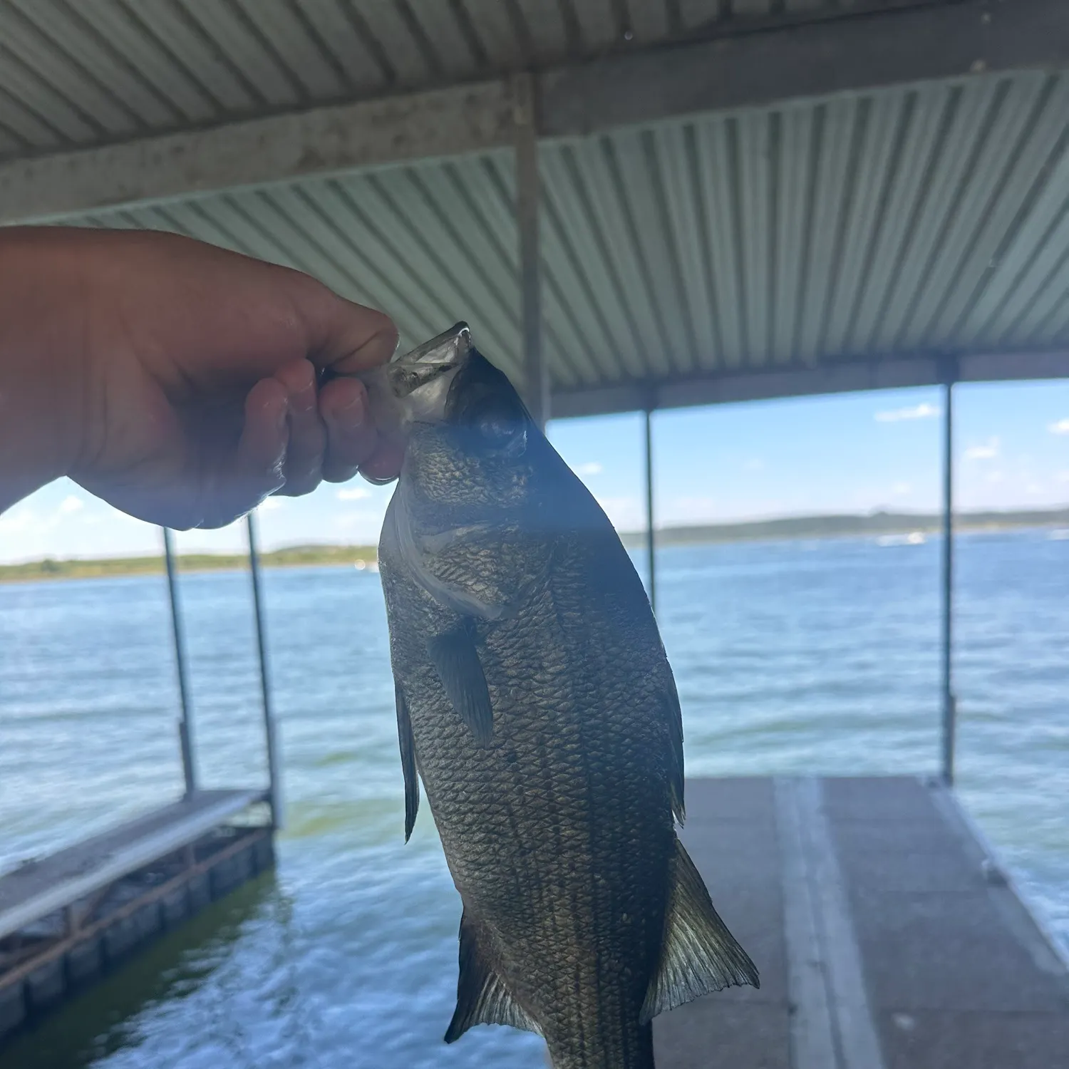 White bass caught on Fishbrain
