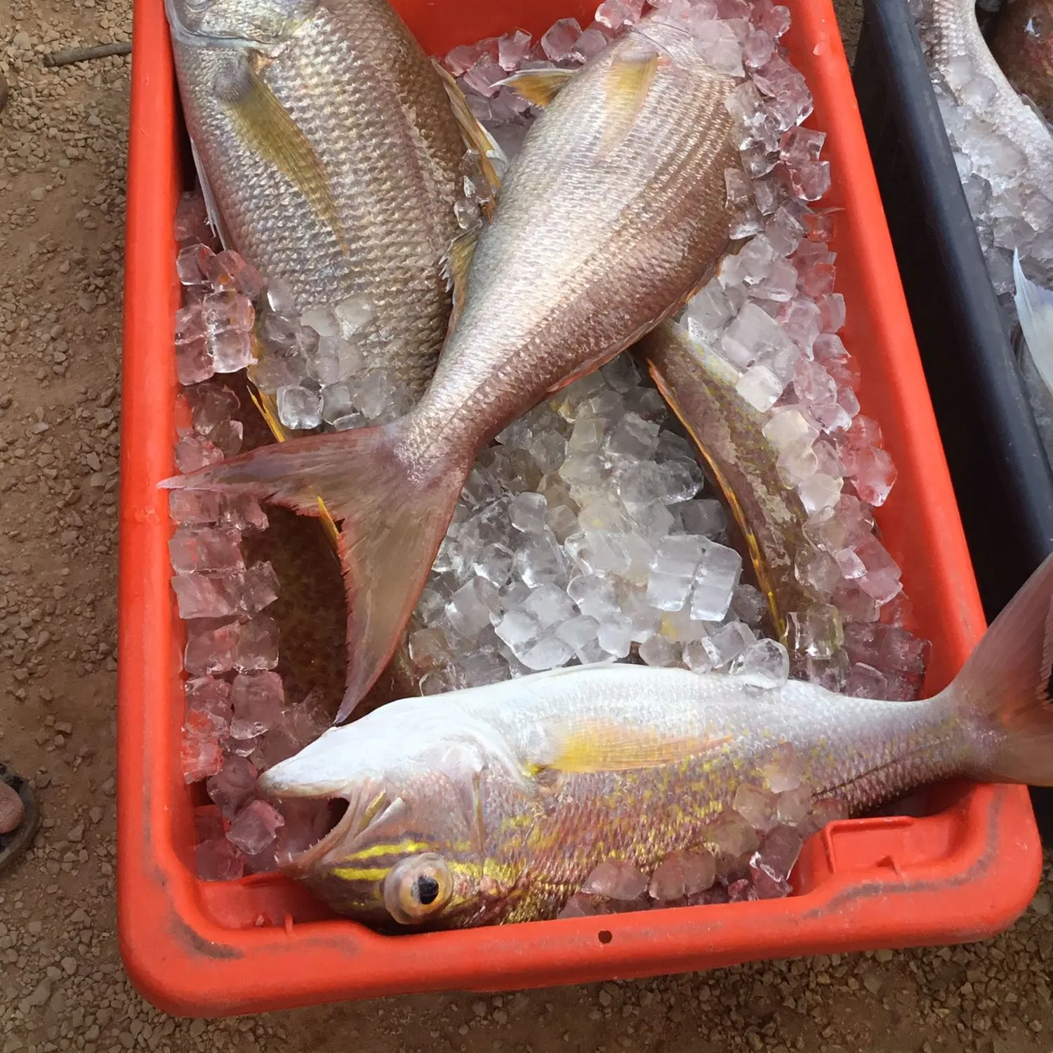 Fish caught on Fishbrain