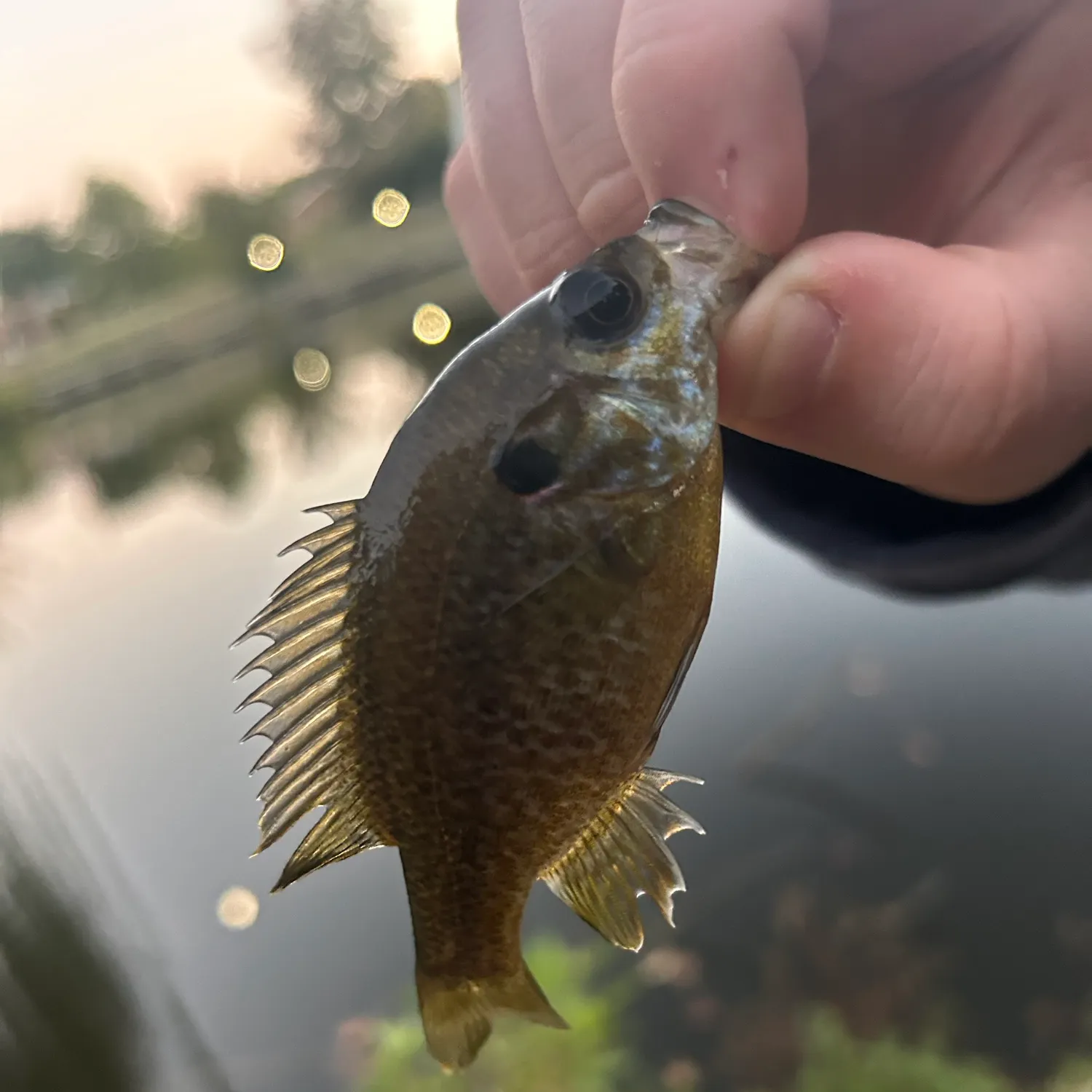 Green sunfish caught on Fishbrain