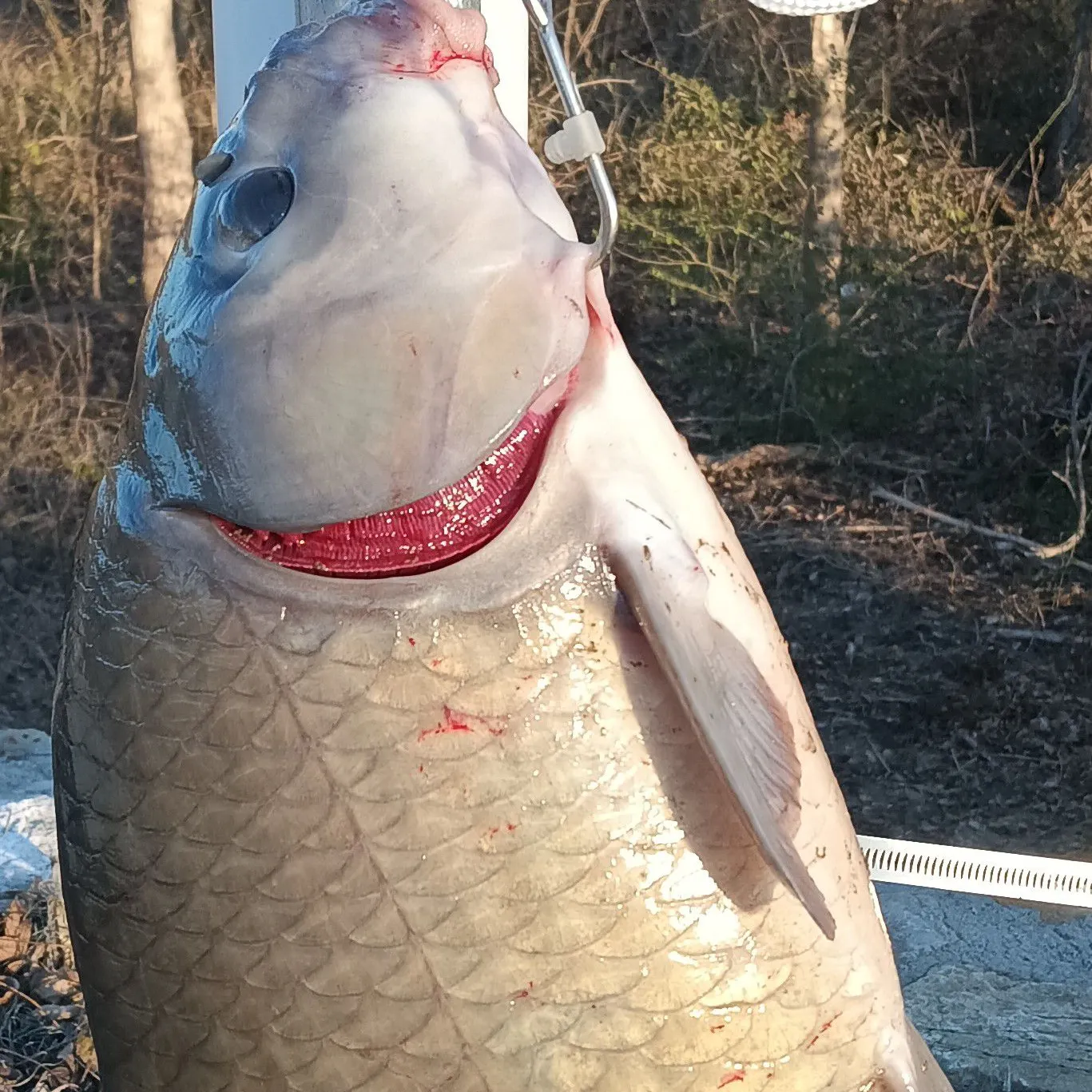 The most popular recent Smallmouth buffalo catch on Fishbrain