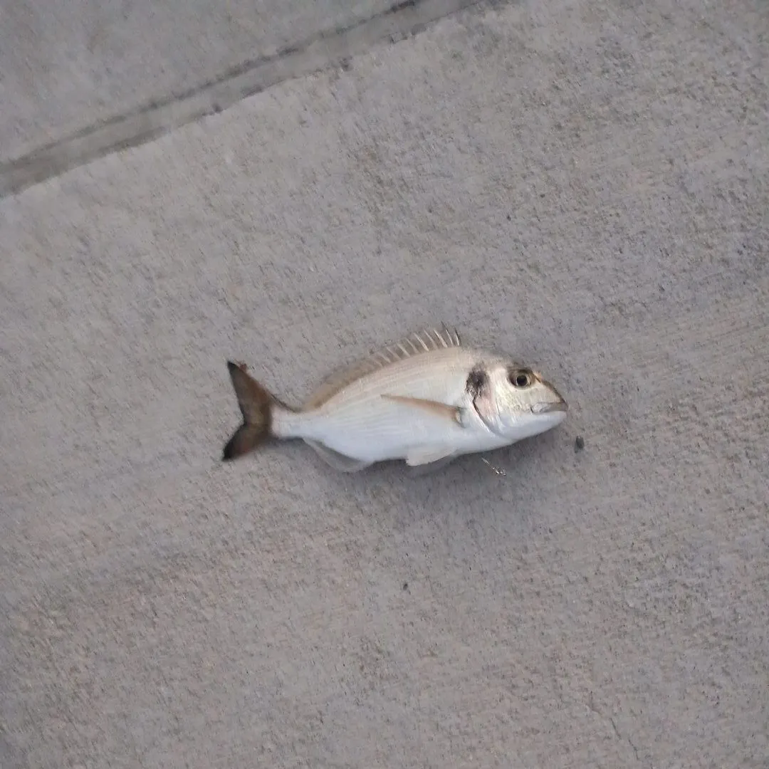 The most recent Gilthead seabream catches on Fishbrain