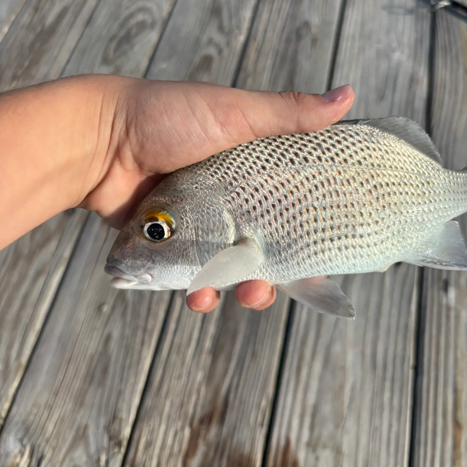 Sailor's choice grunt caught on Fishbrain