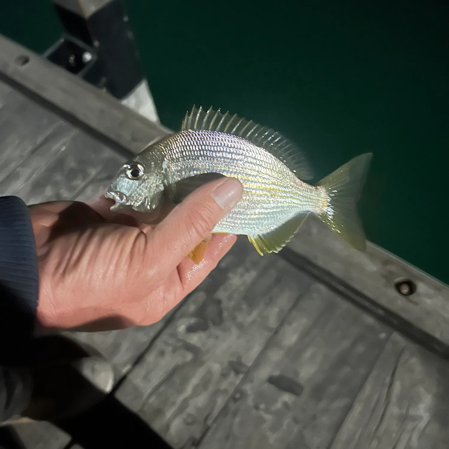 Fish caught on Fishbrain