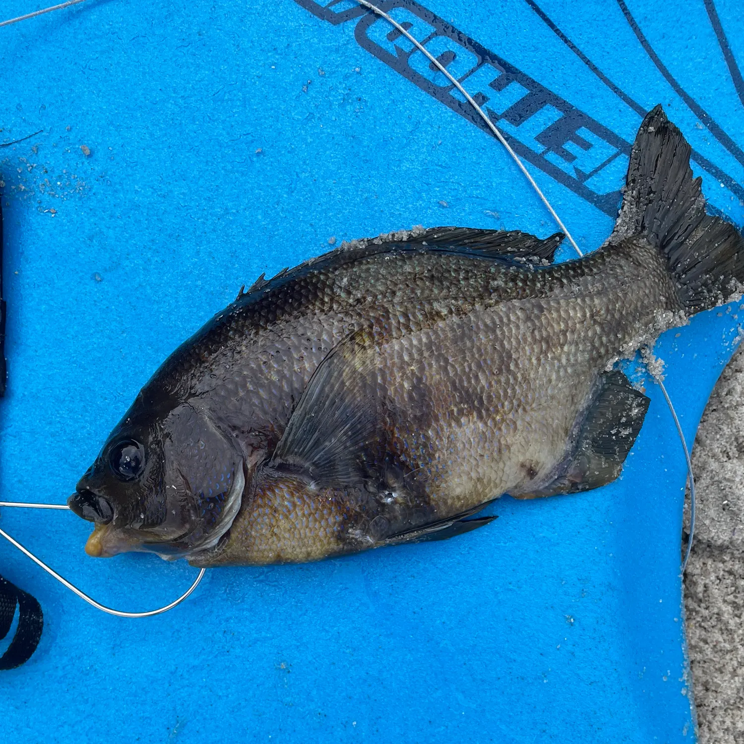 The most recent Rubberlip seaperch catches on Fishbrain