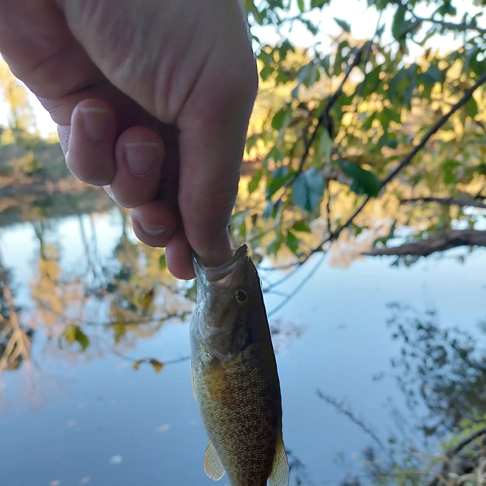 Smallmouth bass caught on Fishbrain