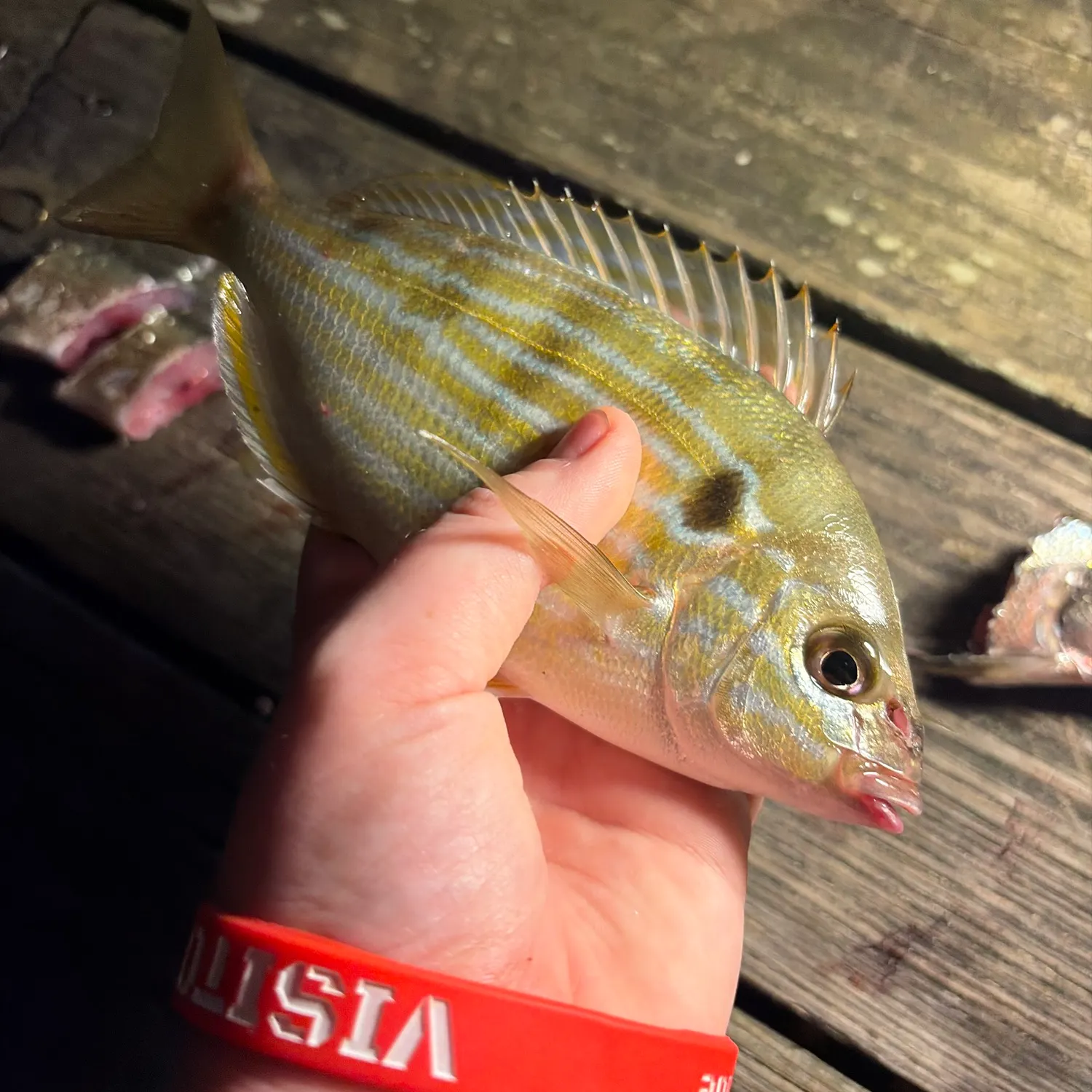 Pinfish caught on Fishbrain