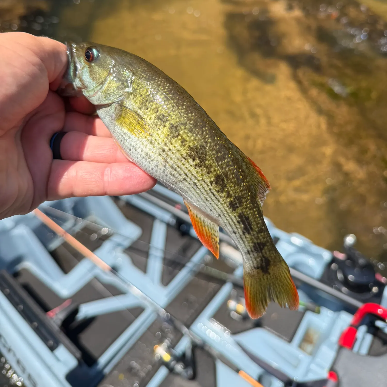 The most recent Chattahoochee bass catches on Fishbrain