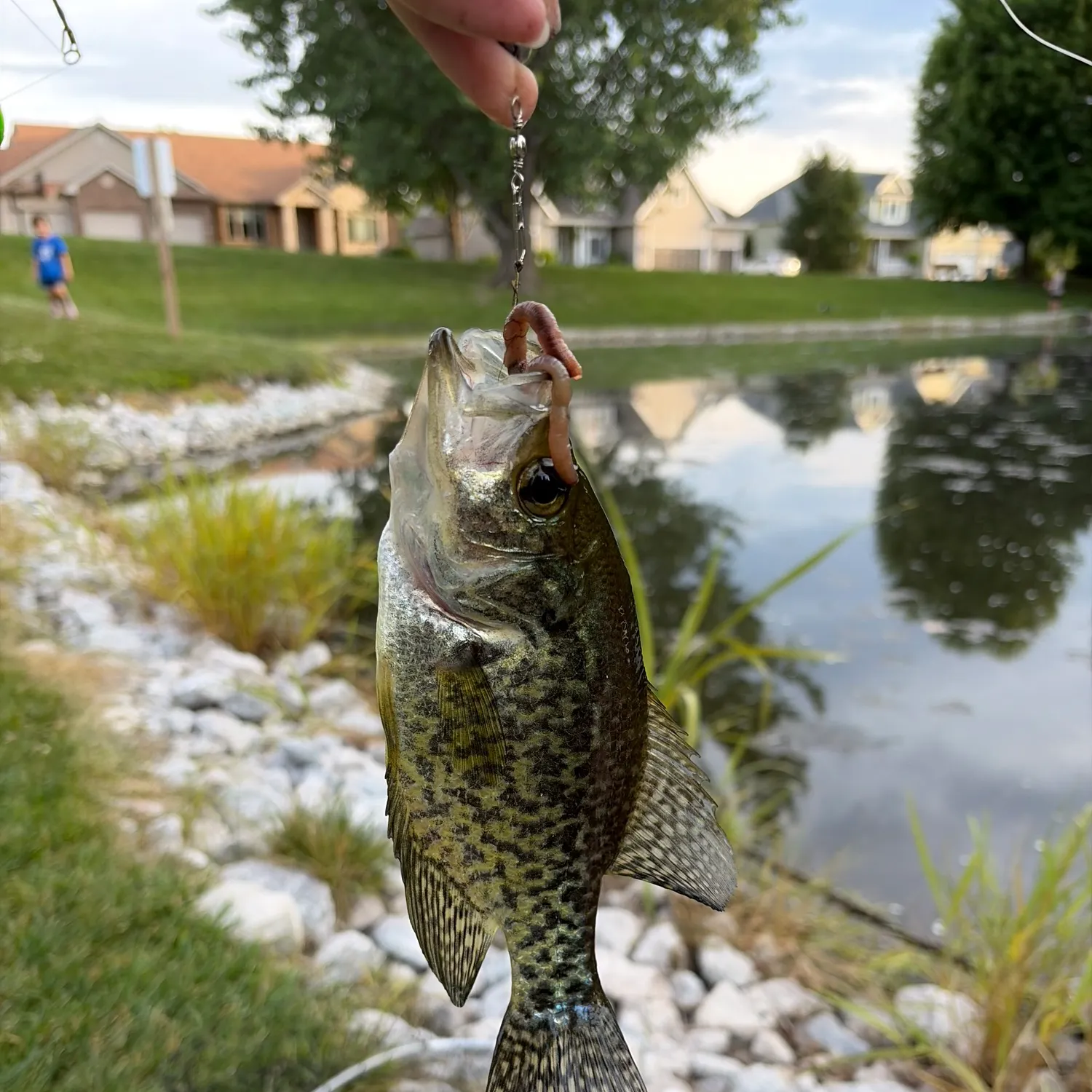 Black crappie caught on Fishbrain