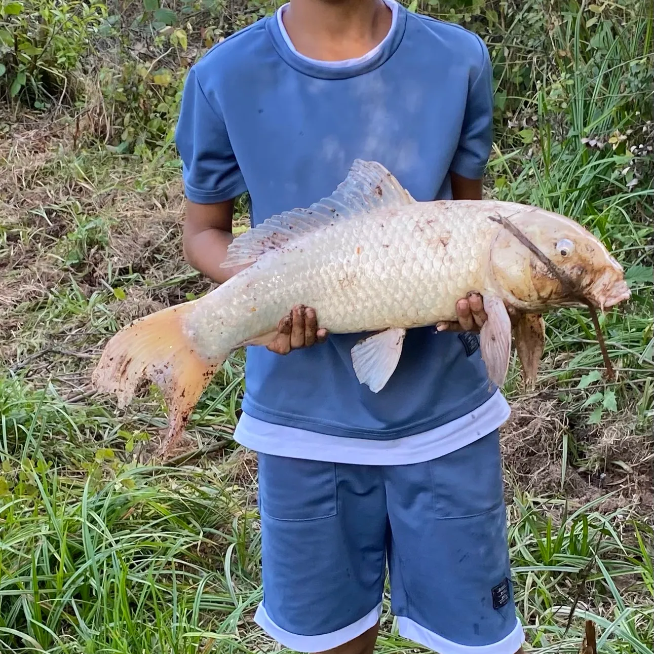 Koi carp caught on Fishbrain