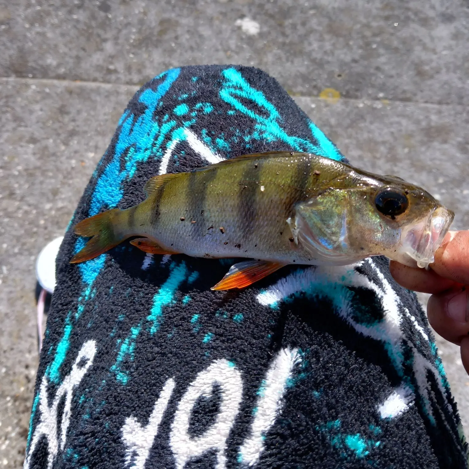 European perch caught on Fishbrain