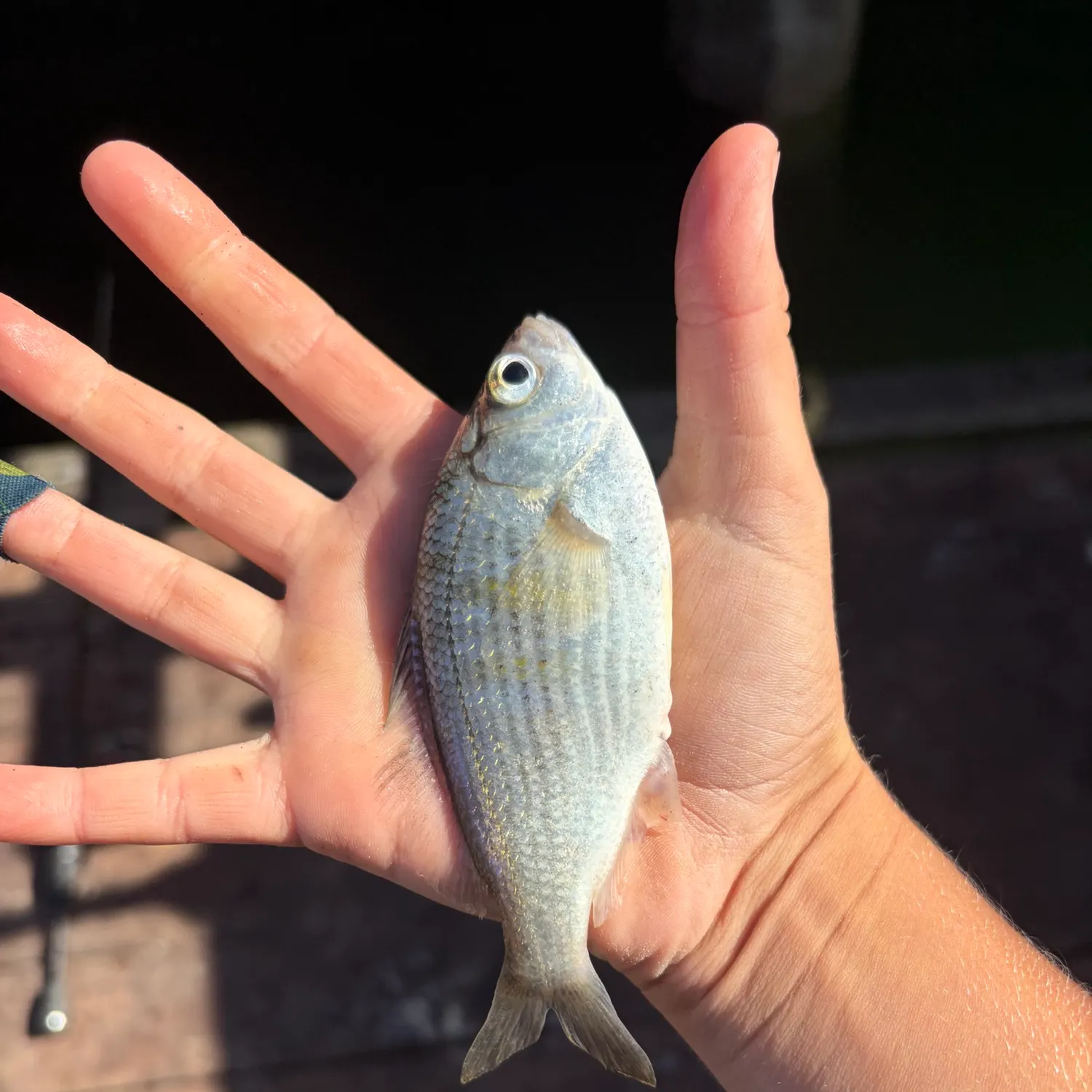 White seaperch caught on Fishbrain