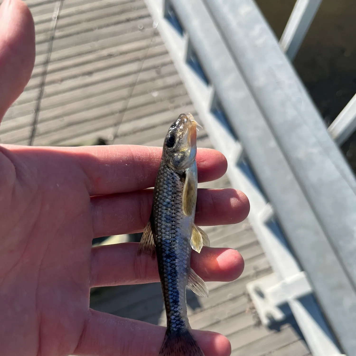 The most recent Gudgeon catches on Fishbrain