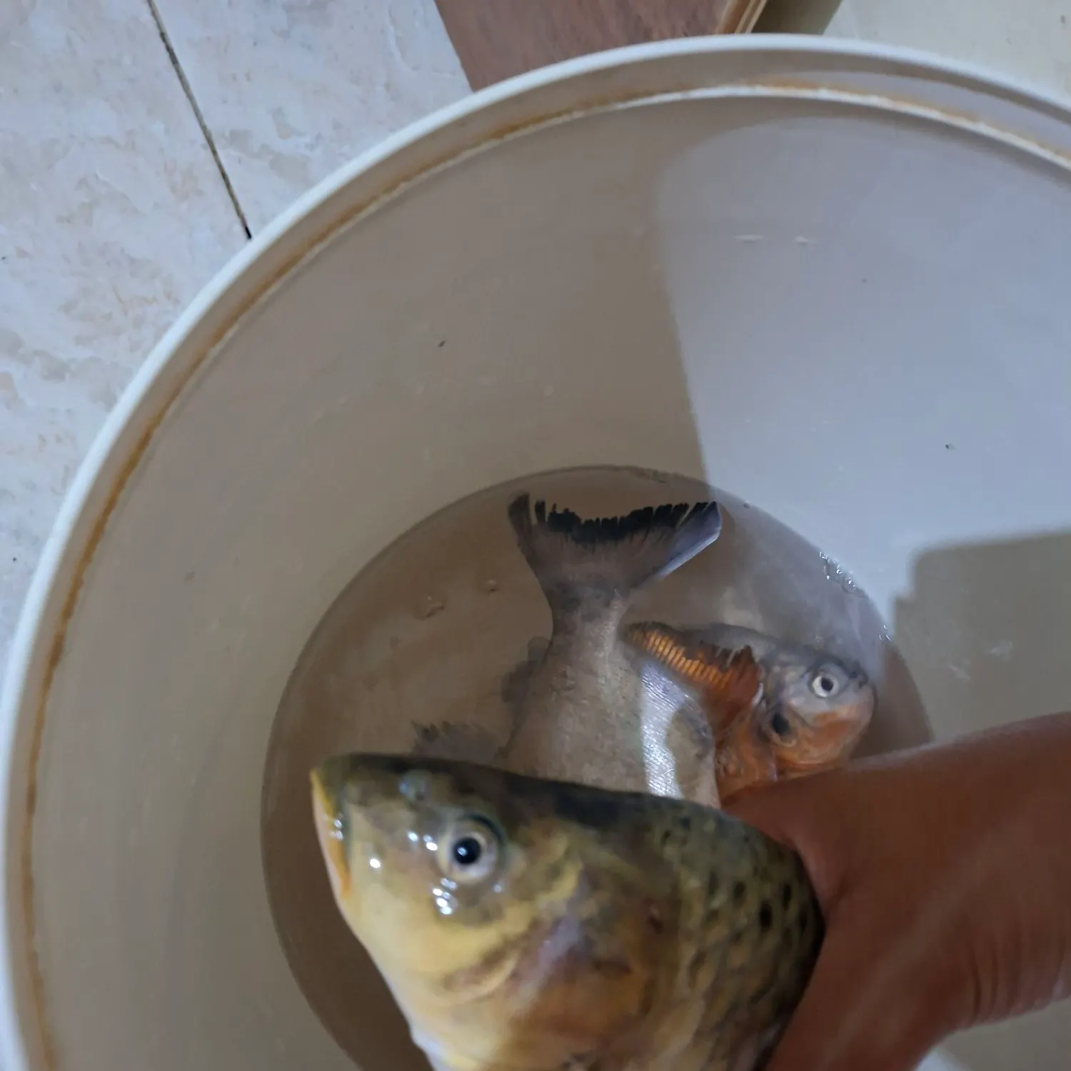catch