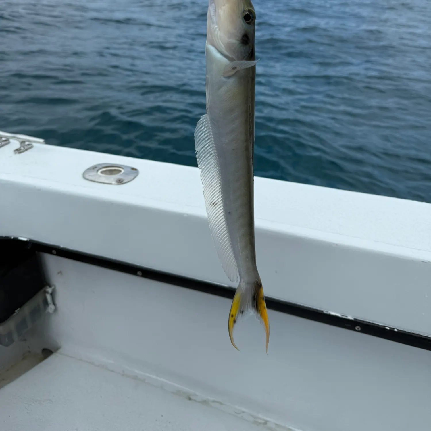 The most popular recent Sand tilefish catch on Fishbrain