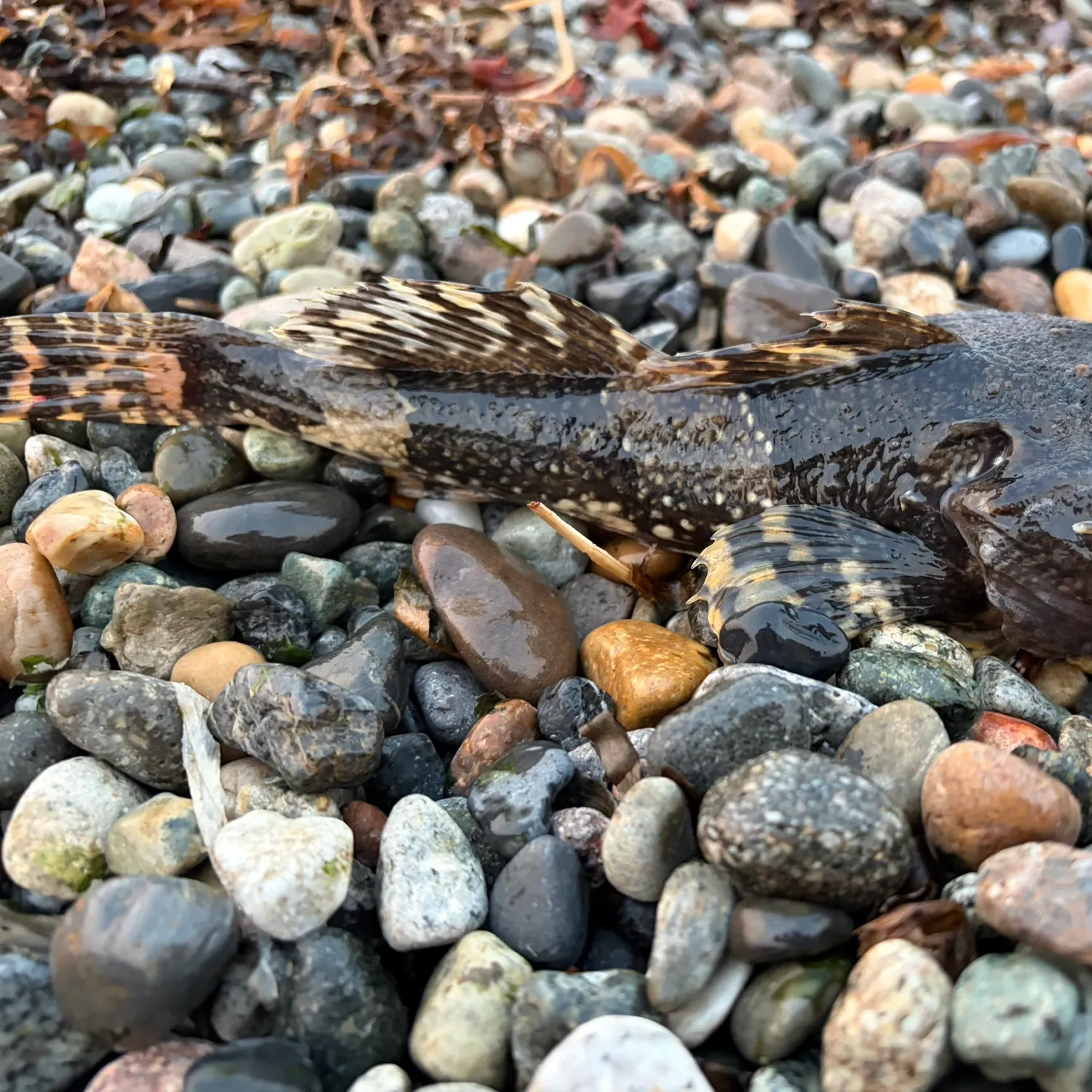 The most recent Great sculpin catches on Fishbrain