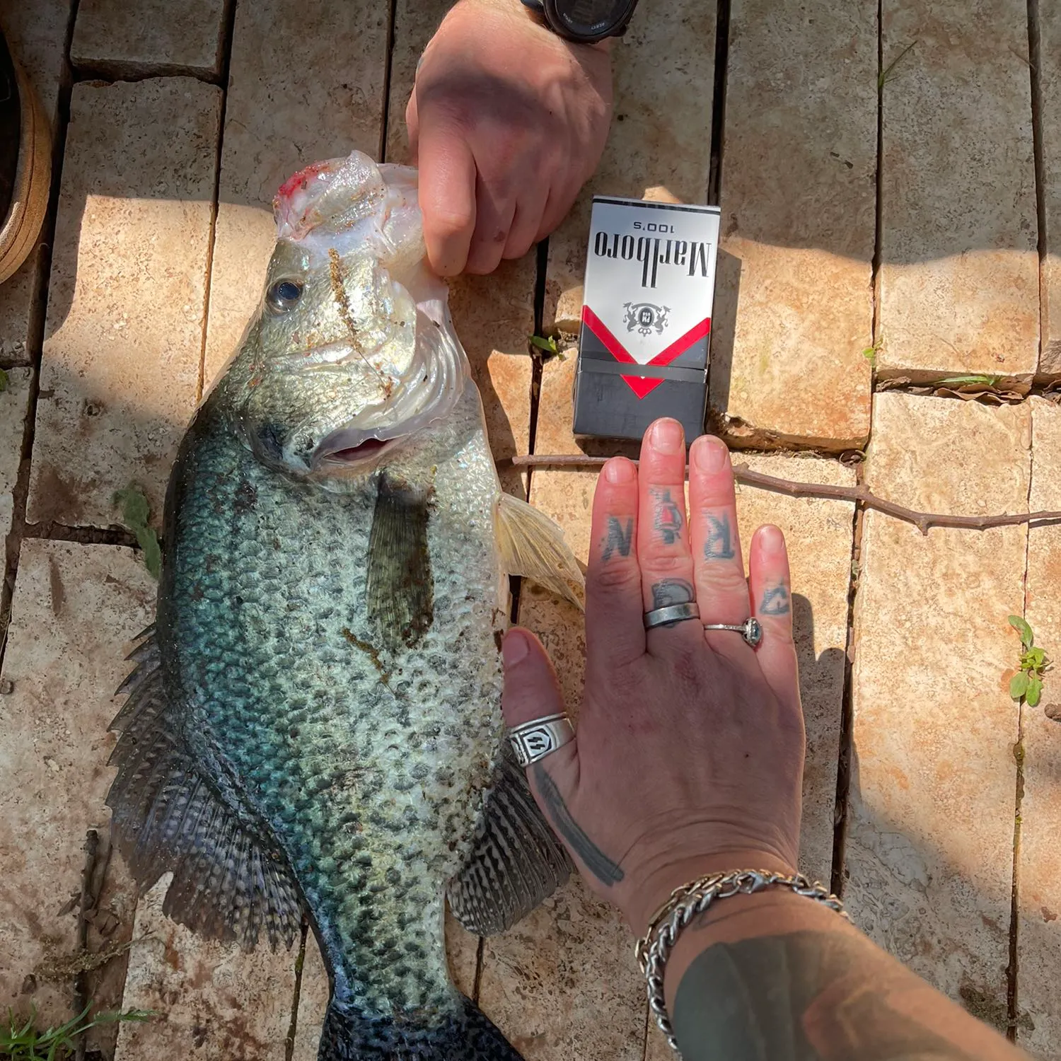 recently logged catches