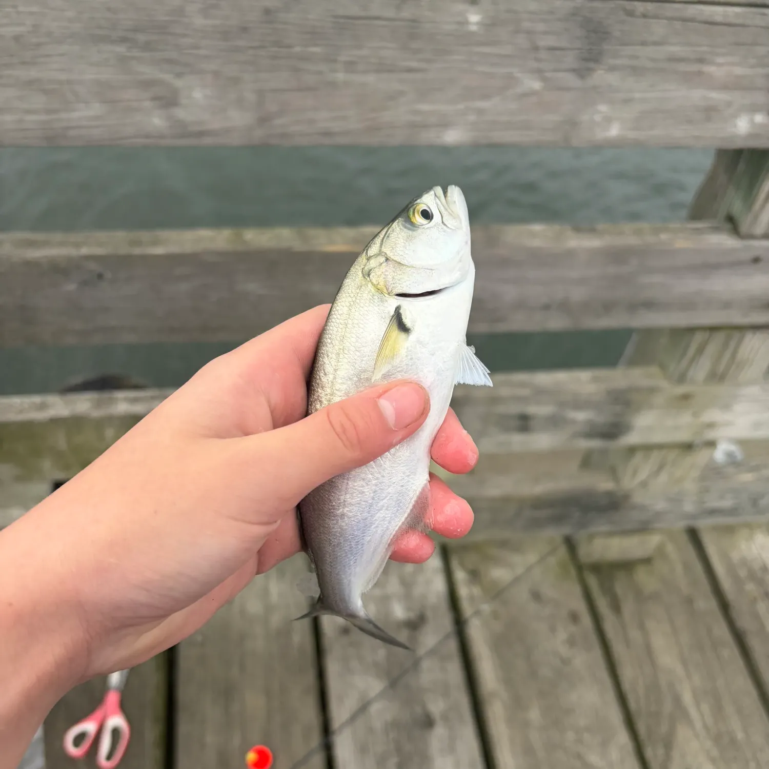 Bluefish caught on Fishbrain