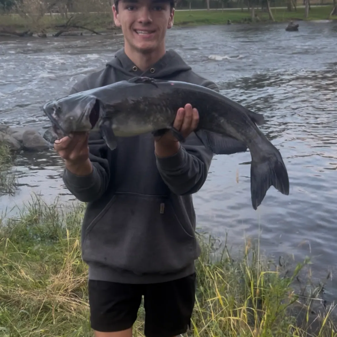 Channel catfish caught on Fishbrain