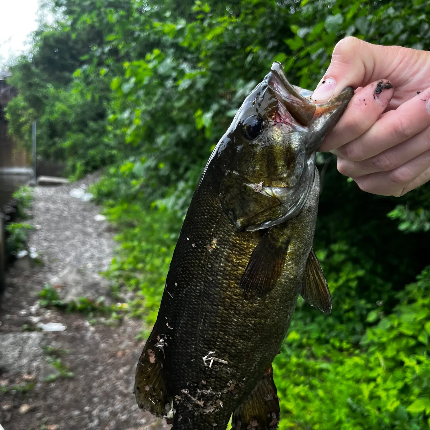 catch