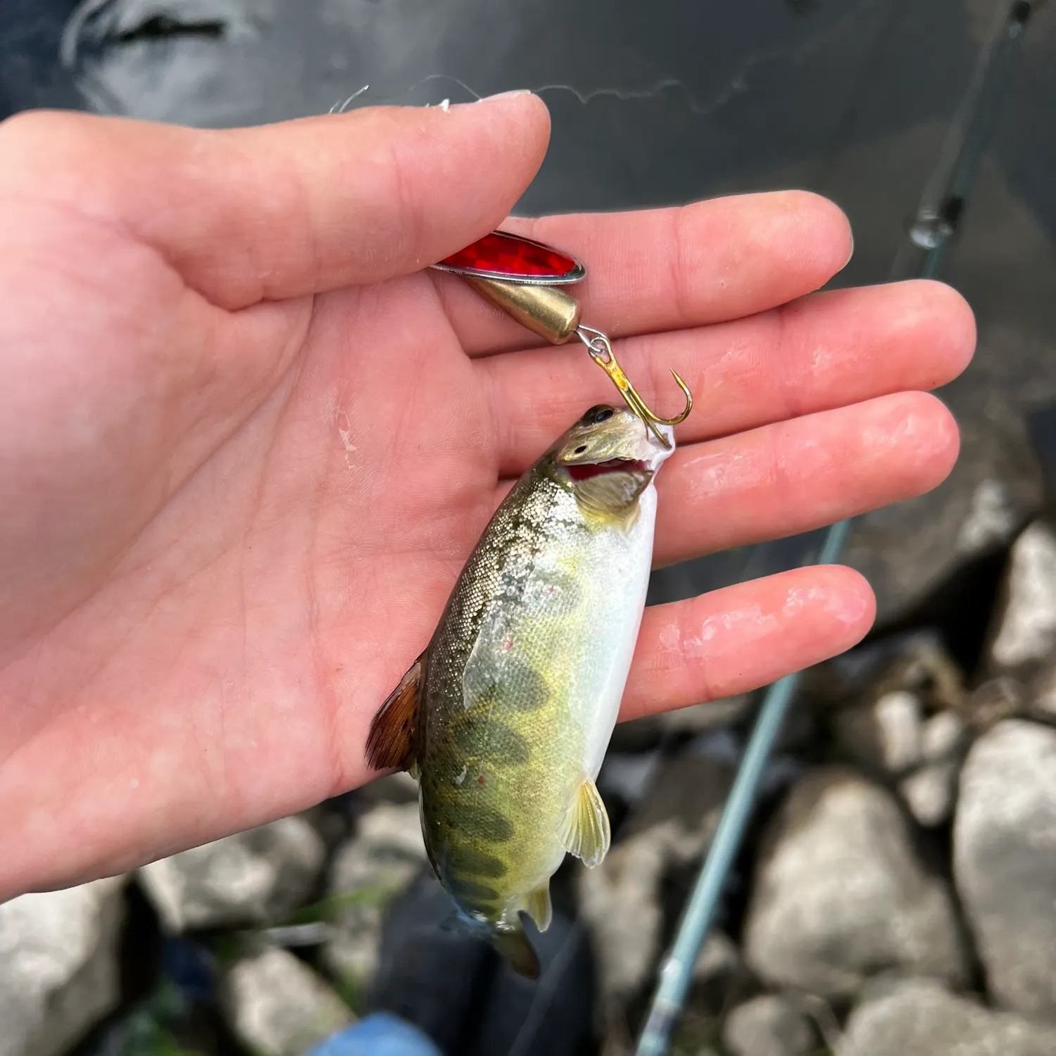 The most recent Atlantic salmon catches on Fishbrain