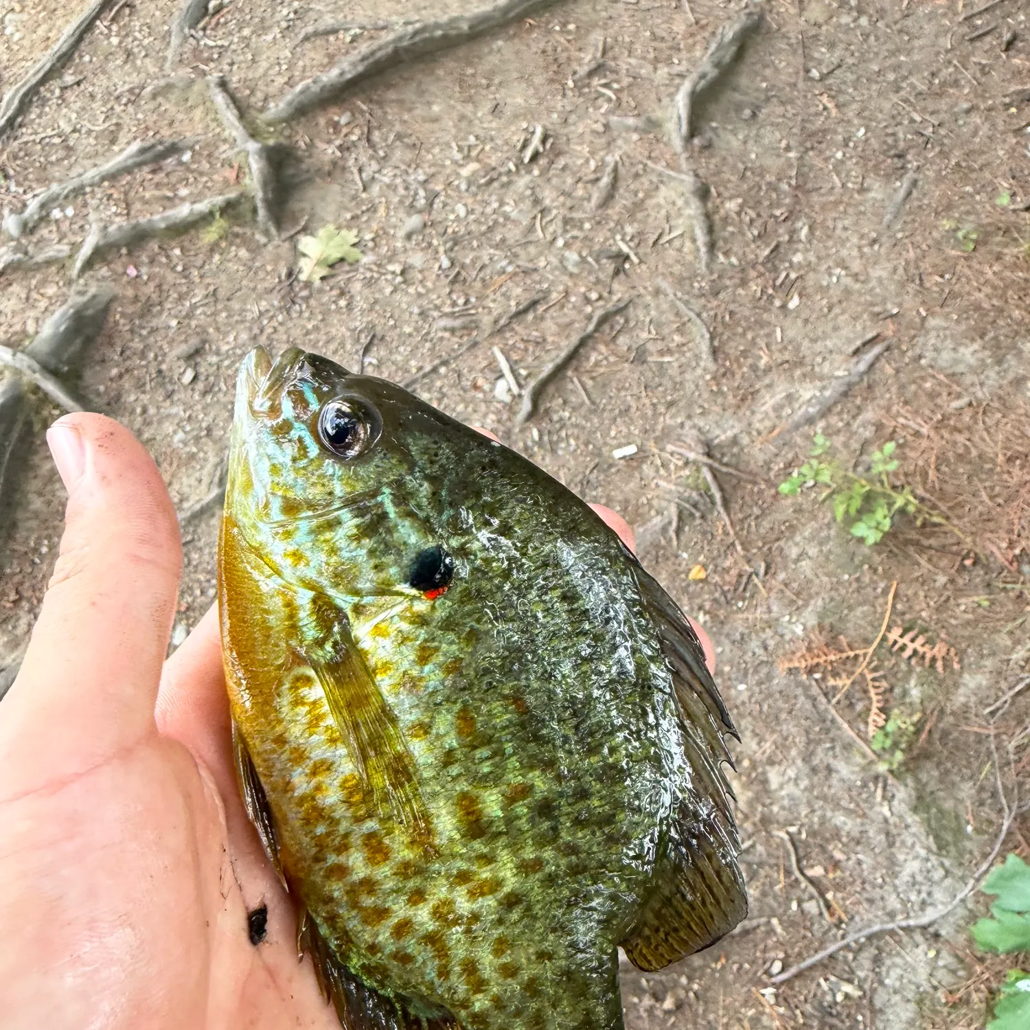 Pumpkinseed caught on Fishbrain
