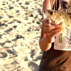 Barred sand bass caught on Fishbrain