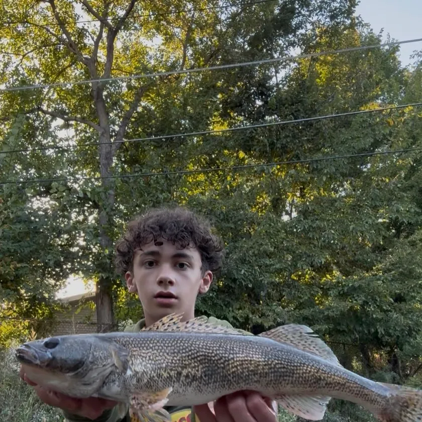 The most recent Sauger catches on Fishbrain