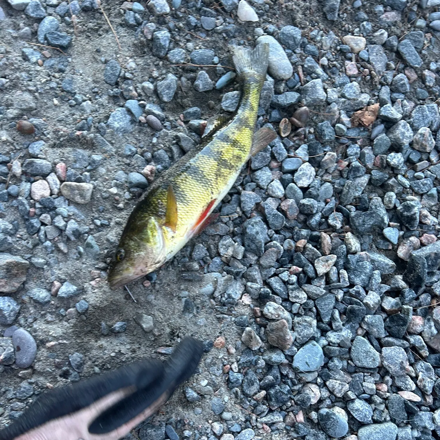 Yellow perch caught on Fishbrain