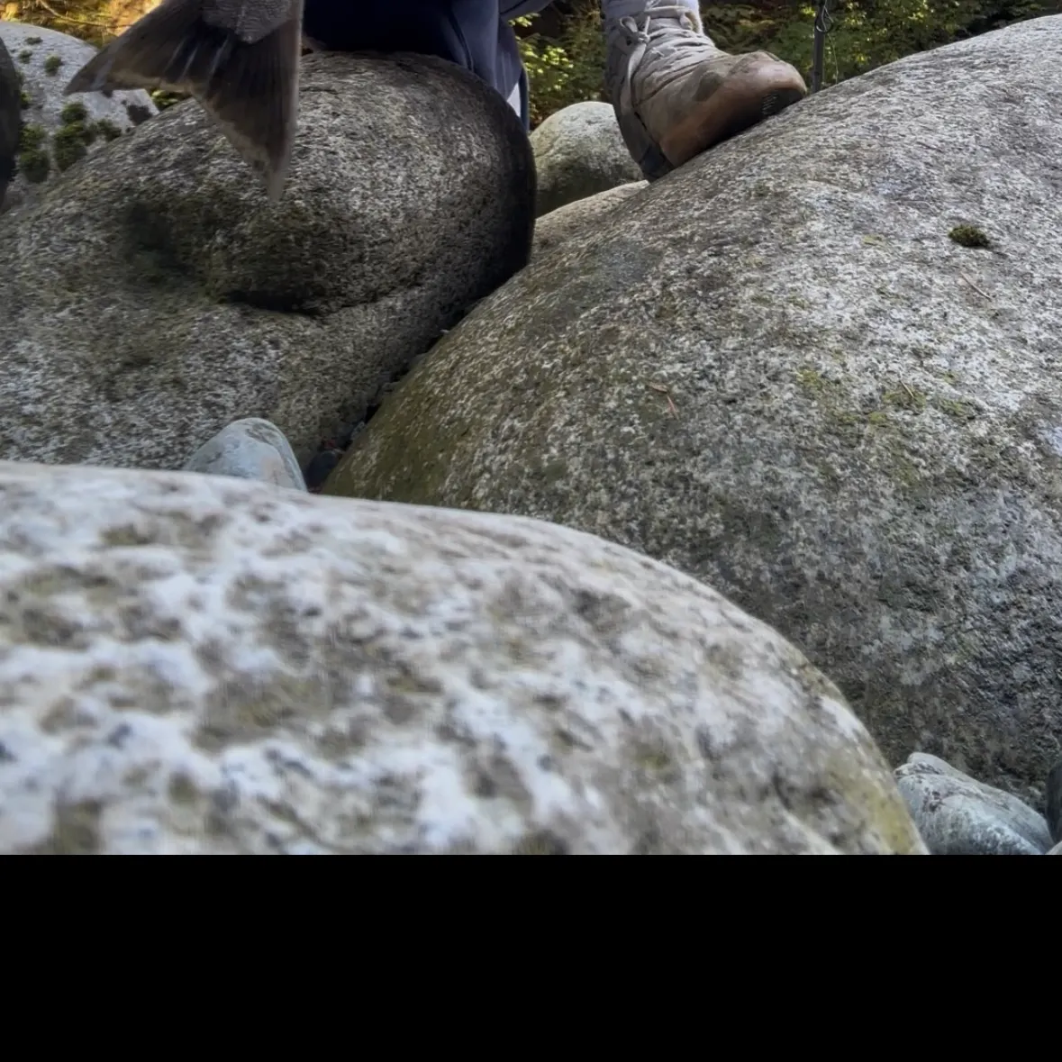 Coho salmon caught on Fishbrain