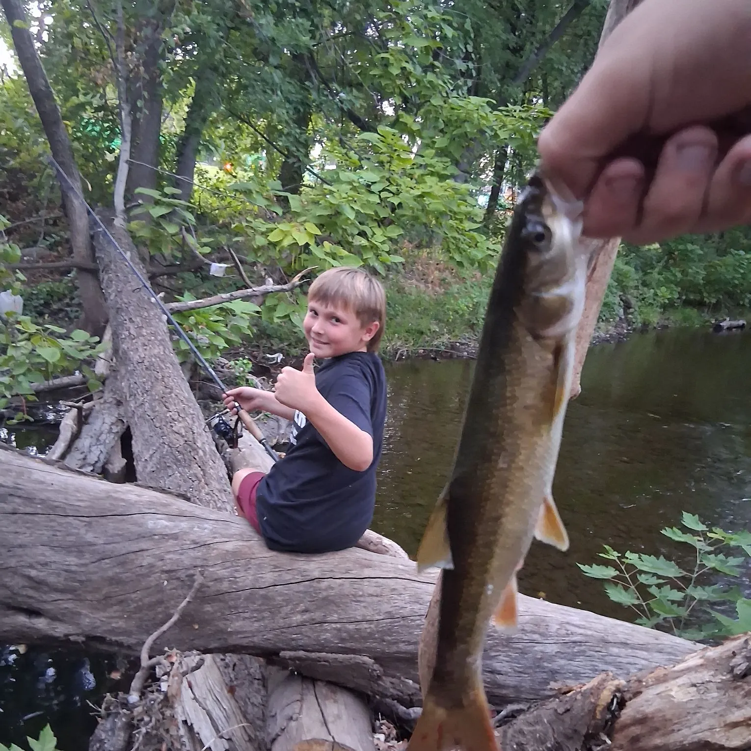 Sacramento pikeminnow caught on Fishbrain