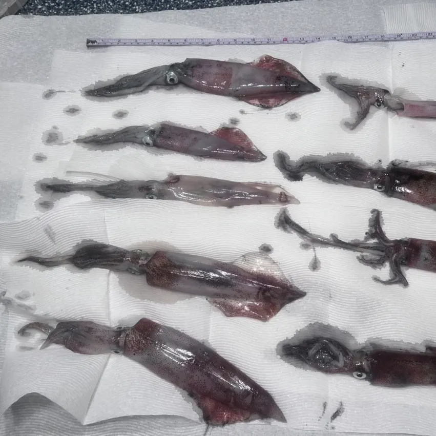 Longfin inshore squid caught on Fishbrain