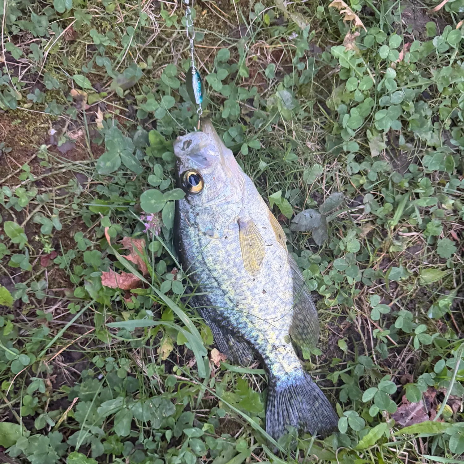 Black crappie caught on Fishbrain